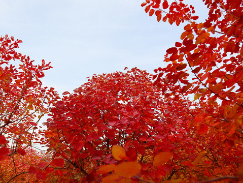 紅葉