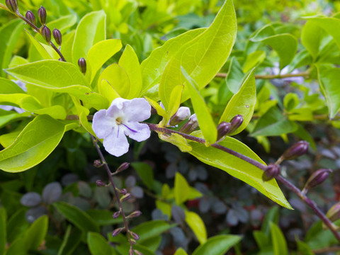 金露花