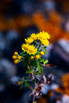 野甘菊