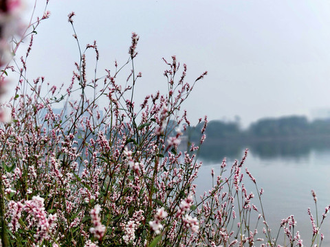 河邊的野花
