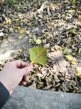 一葉秋天
