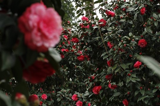 茶花