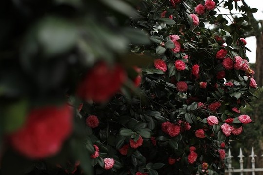 茶花