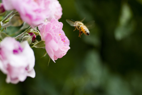 蜜蜂