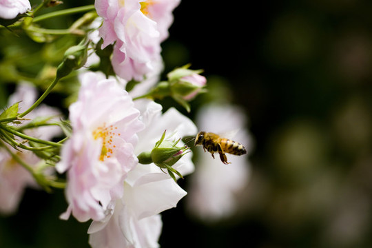 蜜蜂