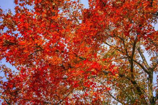 秋天紅葉高清大圖