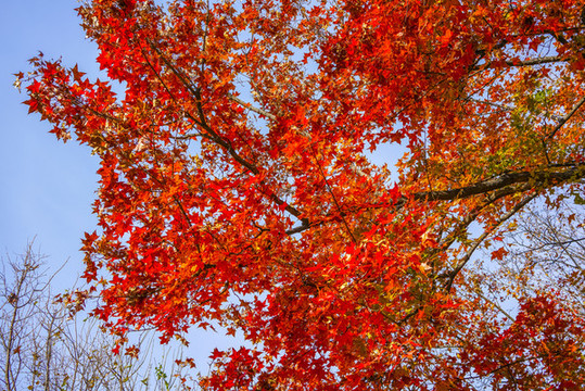 秋天紅葉高清大圖