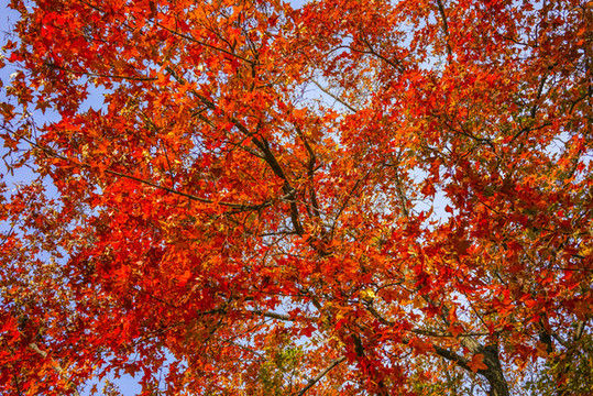秋天紅葉高清大圖