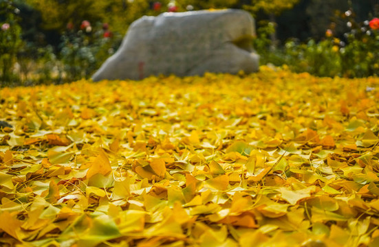 黃葉背景高清大圖