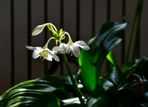 花兒