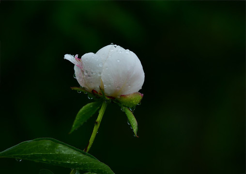 芍藥