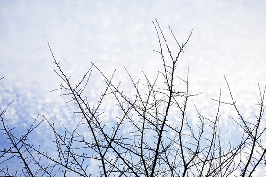枯樹枝