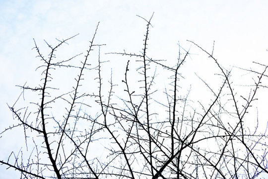 枯樹枝