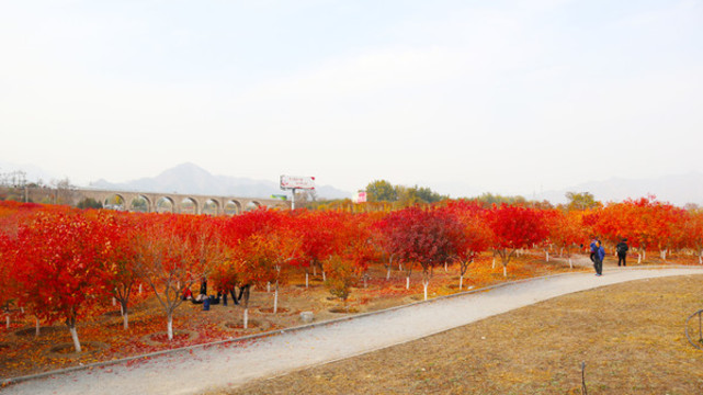 紅楓林
