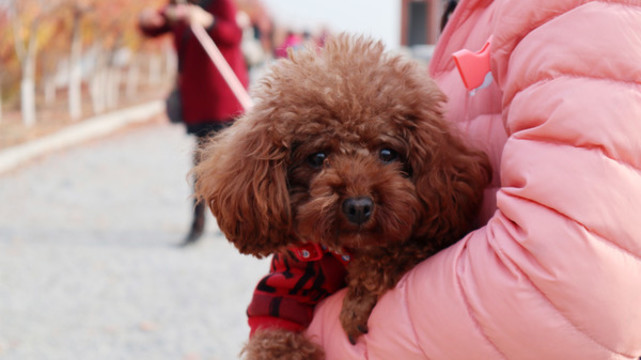 泰迪犬
