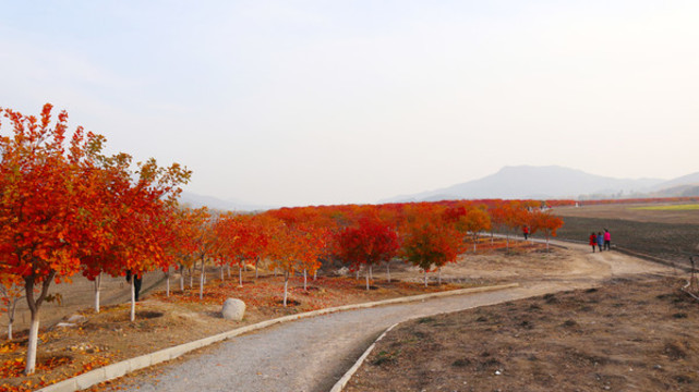 紅楓樹林