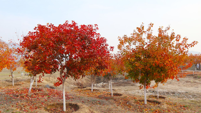 紅楓樹