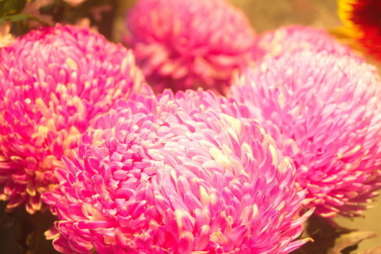 菊花