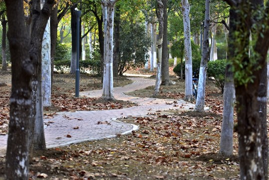 秋日公園小路