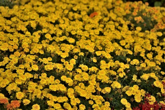 秋日黃花