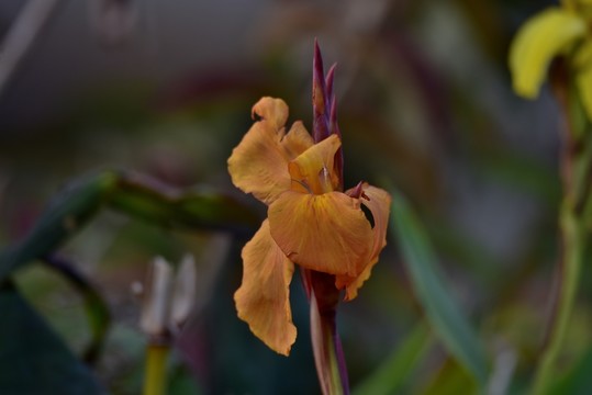 鳶尾花