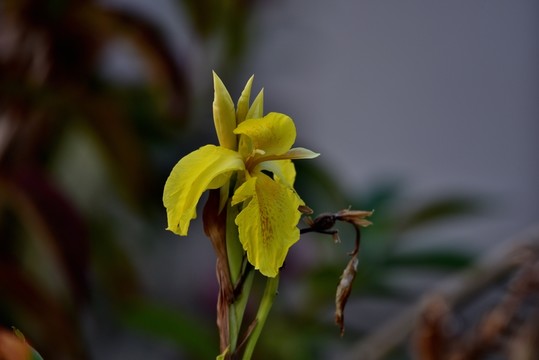 鳶尾花