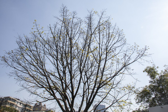 樹枝