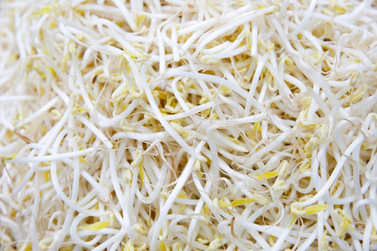 豆芽