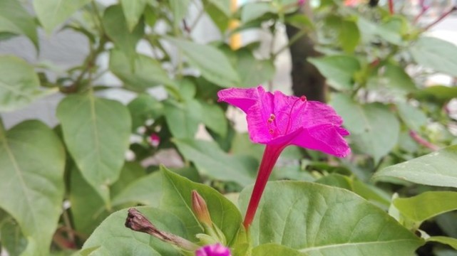 紫茉莉