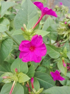 紫茉莉