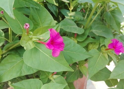 地雷花