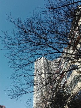 枯樹枝
