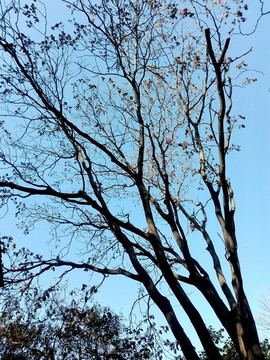 天空樹枝