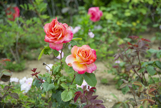 月季花