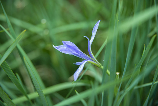 馬蘭花