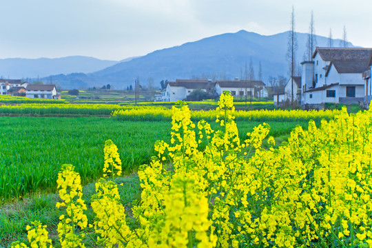 漢中油菜花節(jié)漢山風(fēng)景