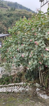 木芙蓉
