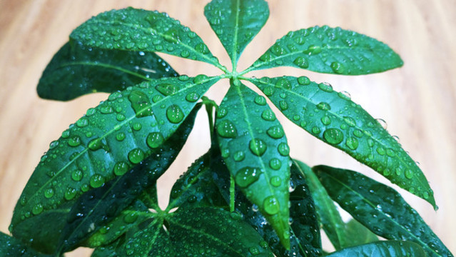 發(fā)財(cái)樹水珠
