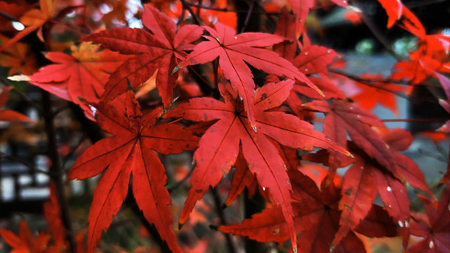紅楓葉