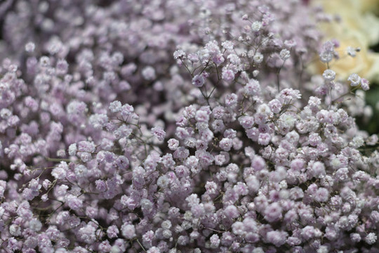 圓錐石頭花