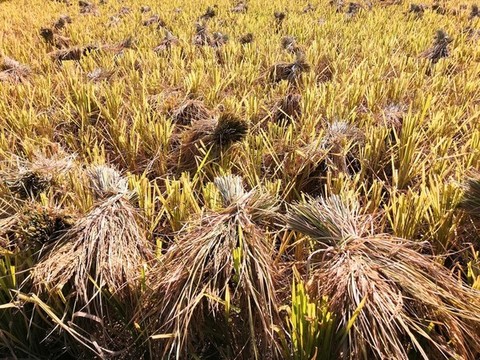 農(nóng)田水稻秋收