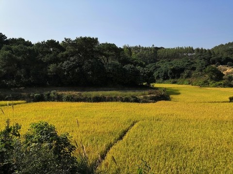 農田水稻秋收