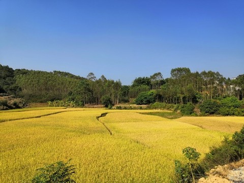 農(nóng)田水稻秋收