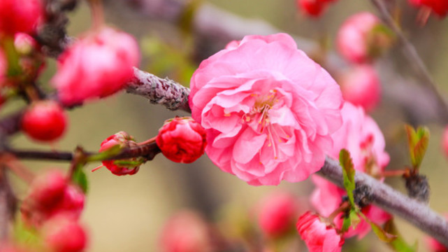 桃花開