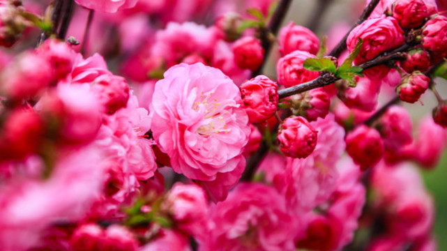 桃花開