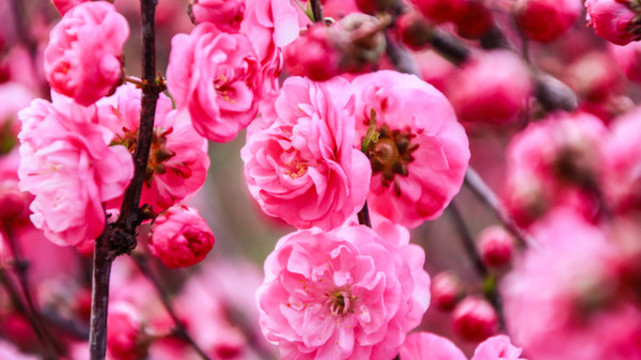 桃花開