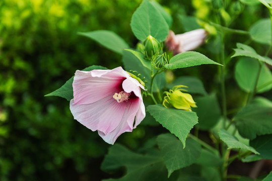 木槿花