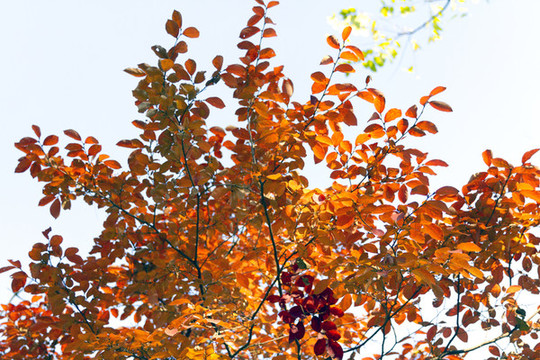 黃櫨紅了