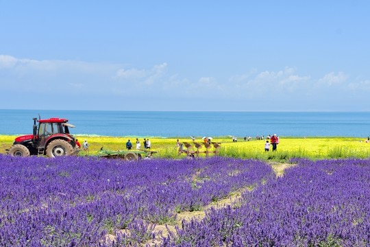 青海湖的鮮花