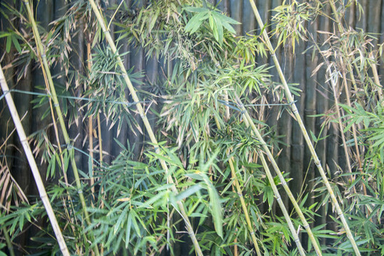 竹葉